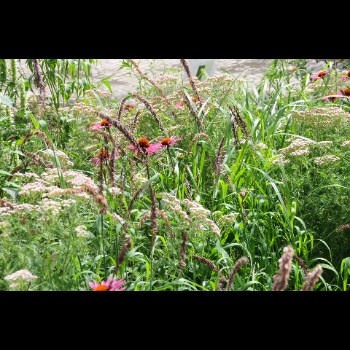 BOTANISCHE TUIN - ANTWERPEN (3)